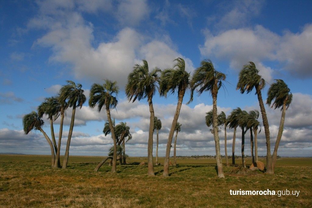 A row of palm trees in a grassy field