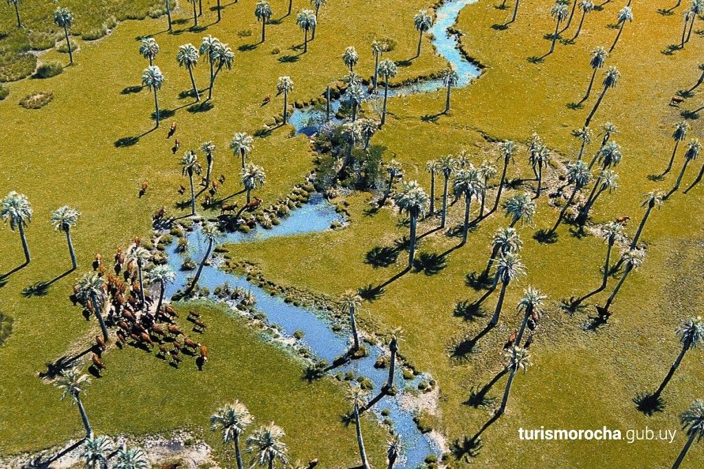 An aerial view of a river surrounded by trees and grass