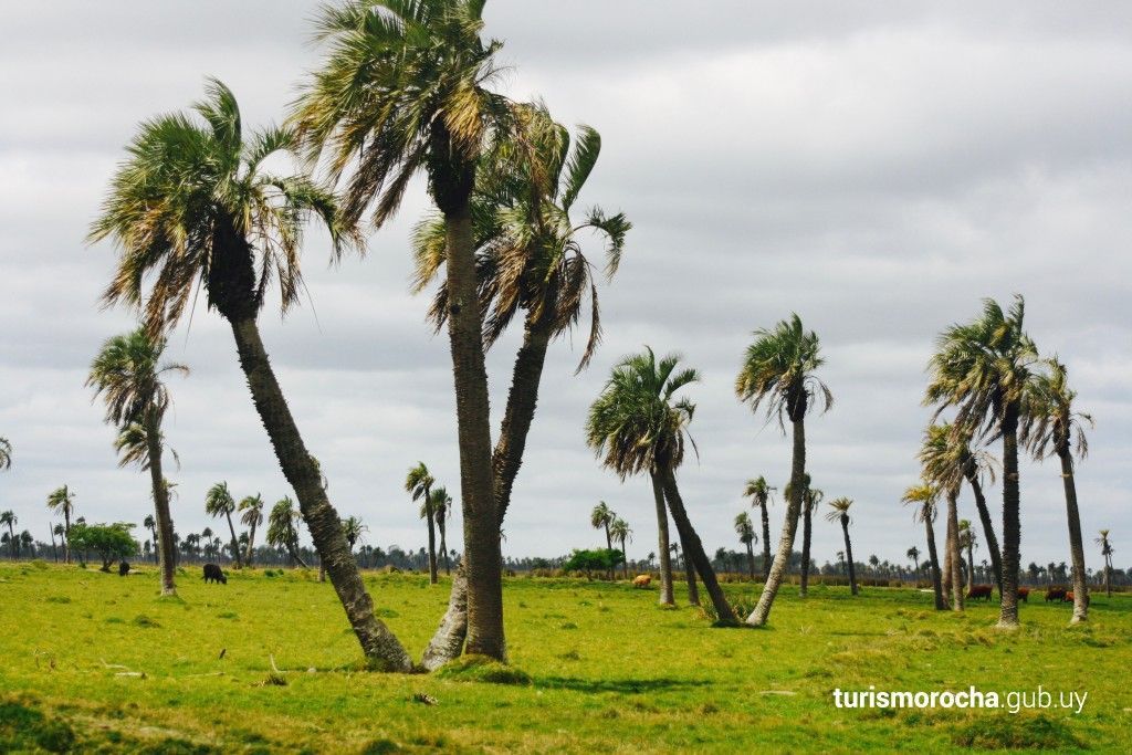 A row of palm trees in a grassy field