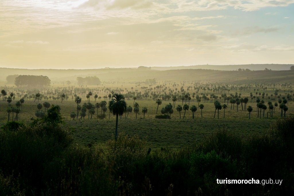 A foggy field with trees in the foreground and a sunset in the background.