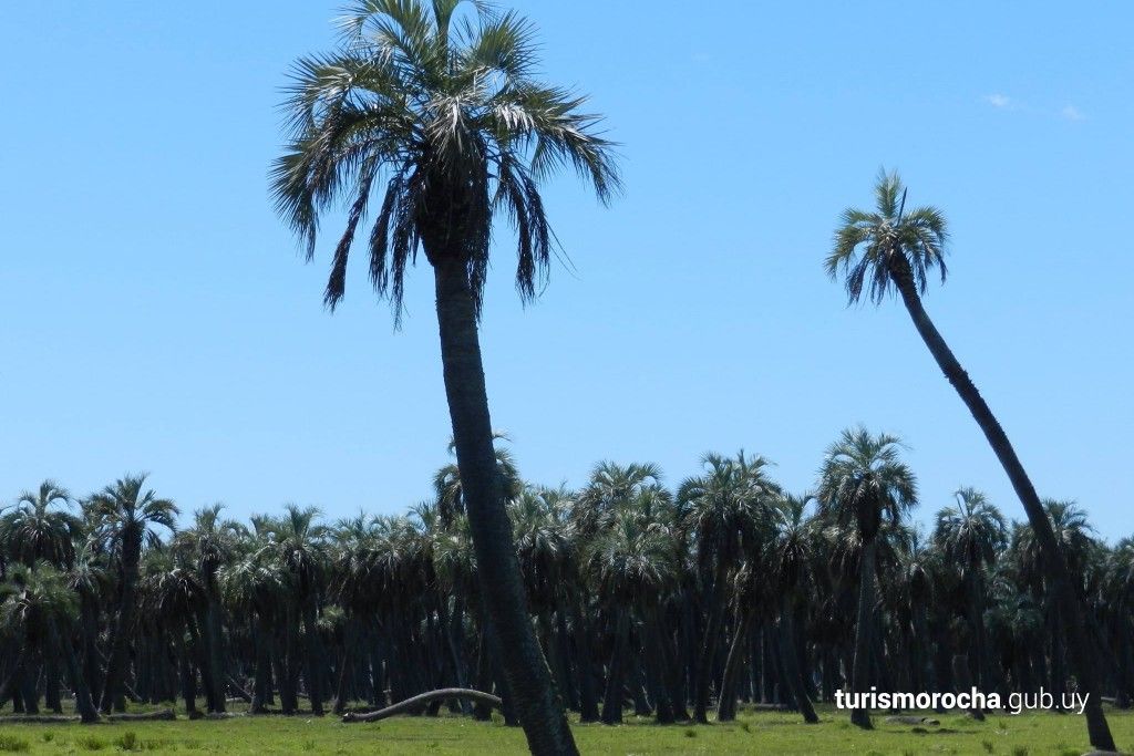 A field of palm trees with a blue sky in the background