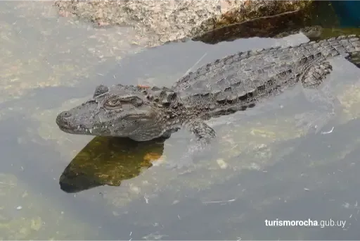 A crocodile is swimming in the water near a rock.