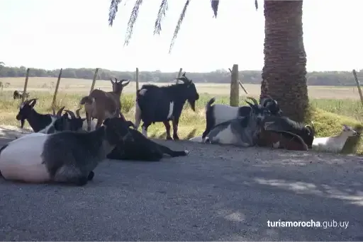 A group of goats are laying on the side of the road