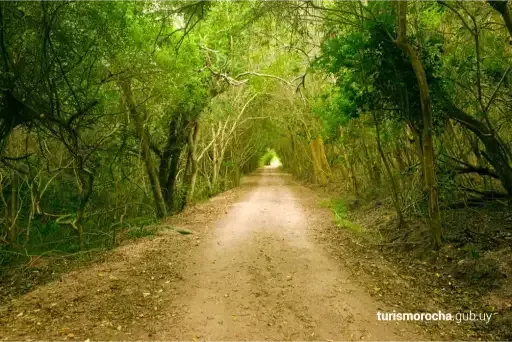 A dirt road going through a tunnel of trees.
