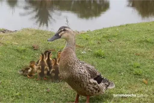 A duck and her ducklings are standing in the grass near a body of water.