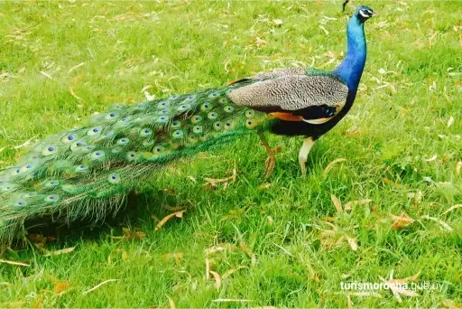 A peacock with a long tail is standing in the grass.