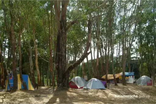 A group of tents are sitting under a tree in a forest.