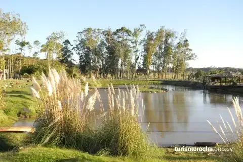 A large body of water surrounded by tall grass and trees