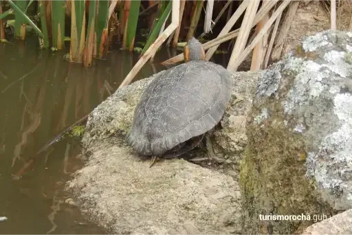 A turtle is sitting on a rock next to a body of water.