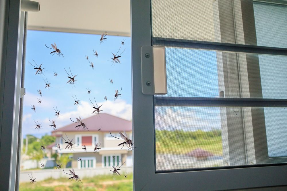 Swarm of Mosquitoes Hovering Outside — Suburban Security Screens in Currumbin, QLD