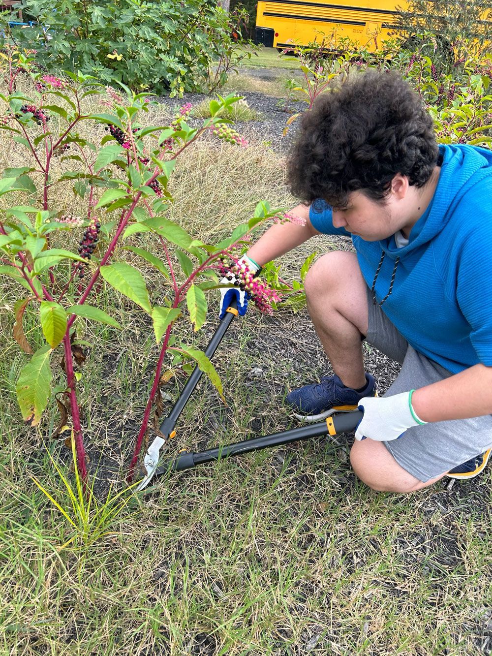 Person kneeling in a garden, using a hand tool to cut or trim a plant with red stems.