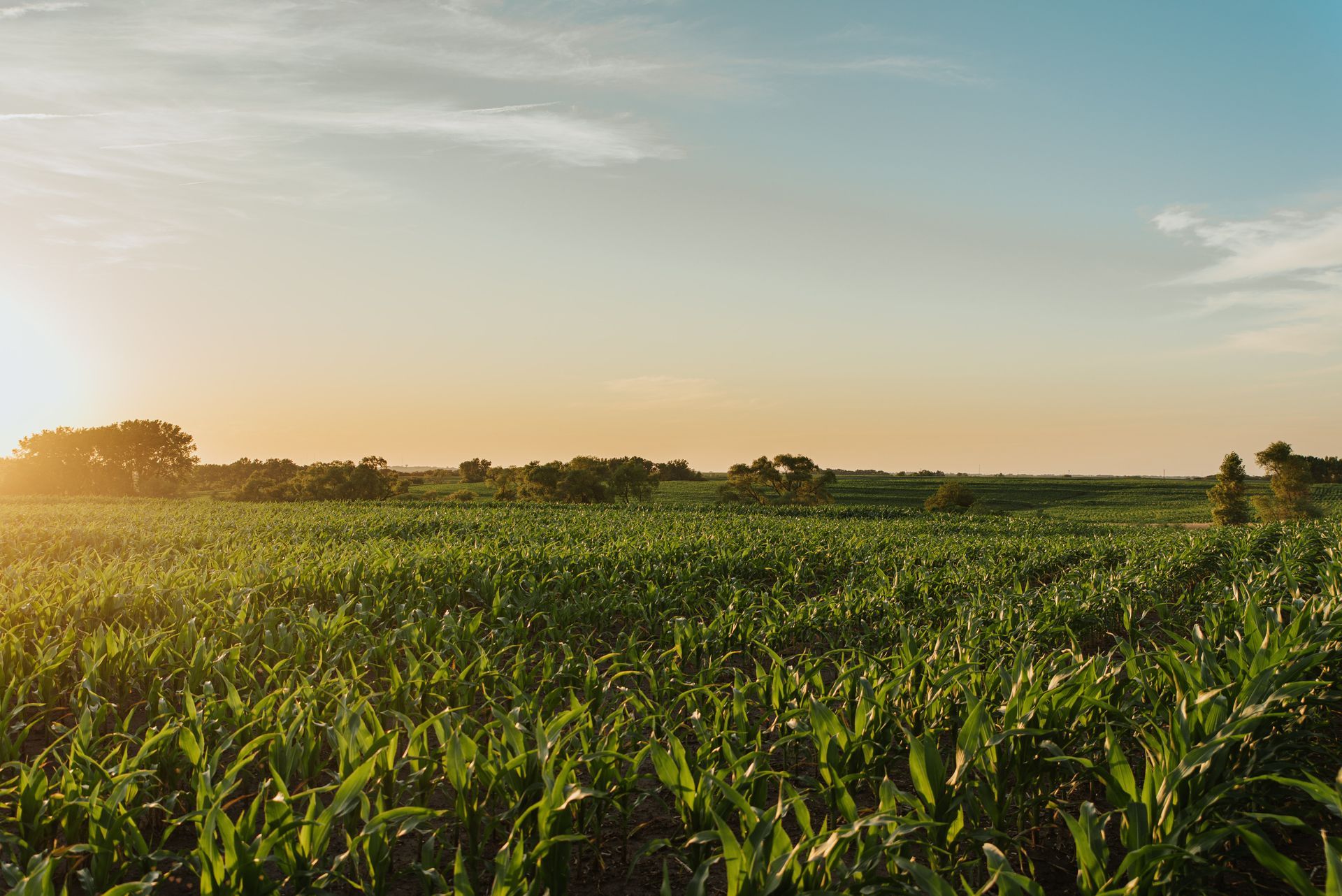 Sunlit green crop field under a clear sky at sunrise