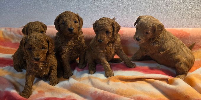 Four brown puppies sitting closely together on a blanket.