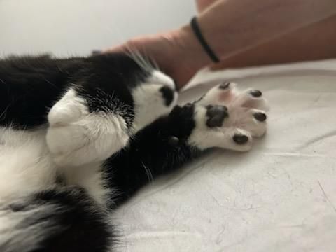 Black-and-white cat lying on its side while a hand pets its head and front paws