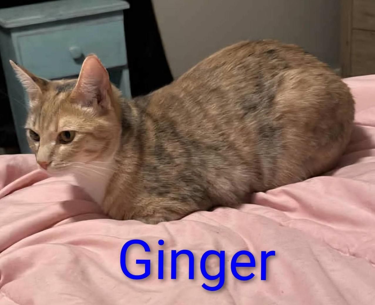 Ginger