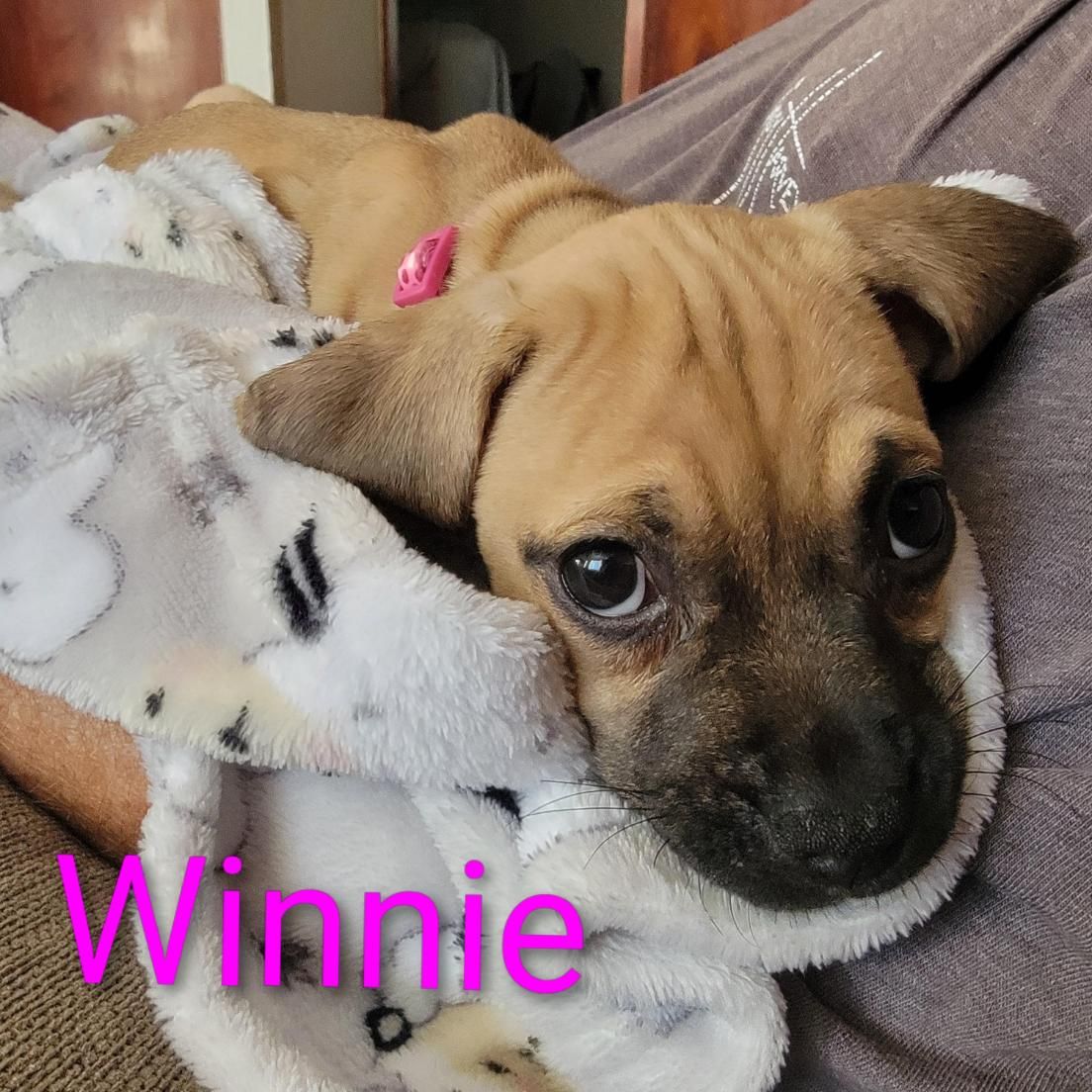Winnie
