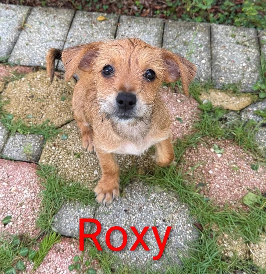 Roxy