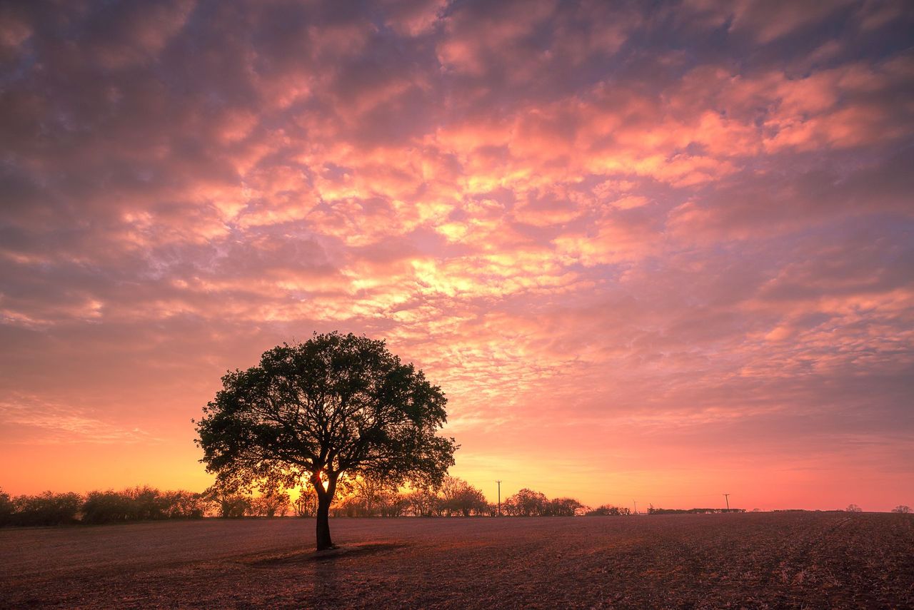 A tree in a field with a sunset in the background