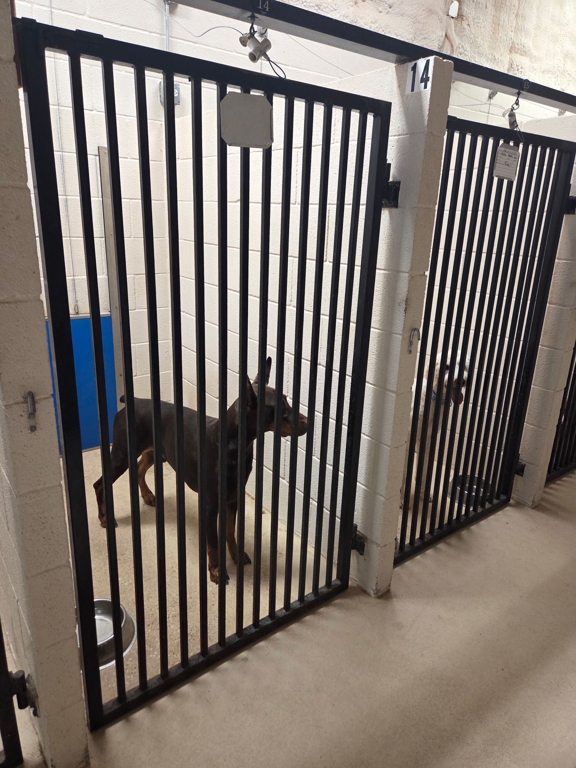 The Big Dog House boarding facility and grounds, photo 13