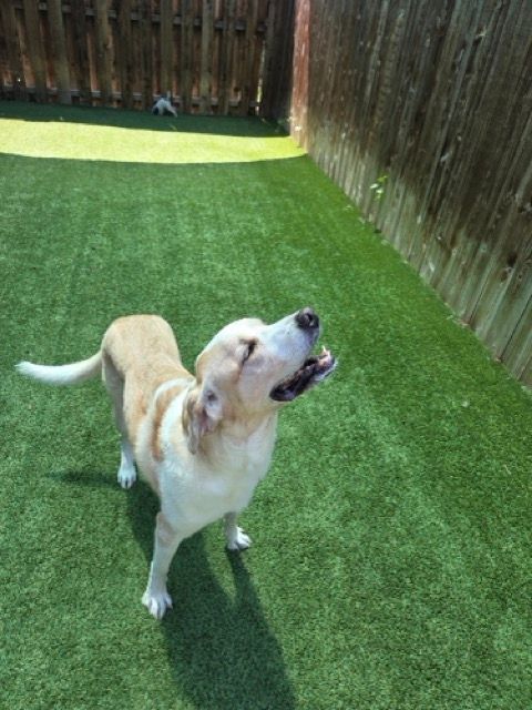 The Big Dog House boarding facility and grounds, photo 14