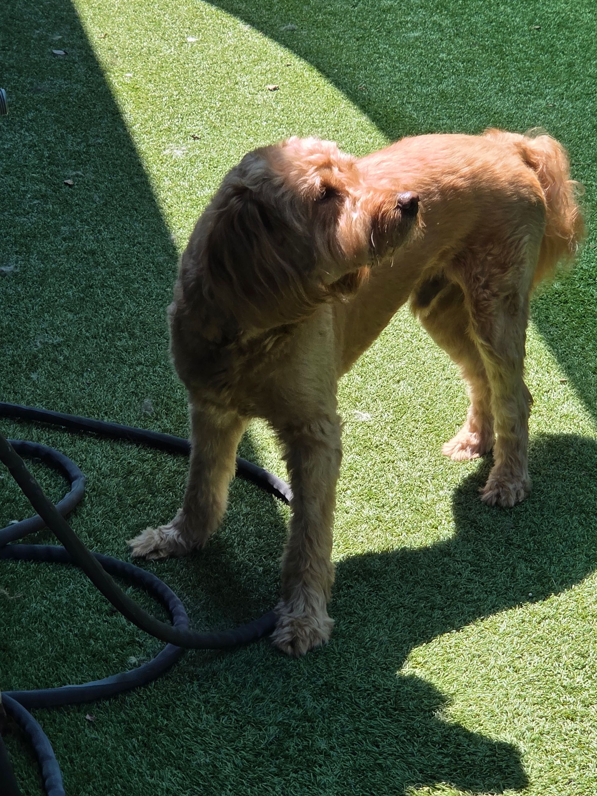 The Big Dog House boarding facility and grounds, photo 17