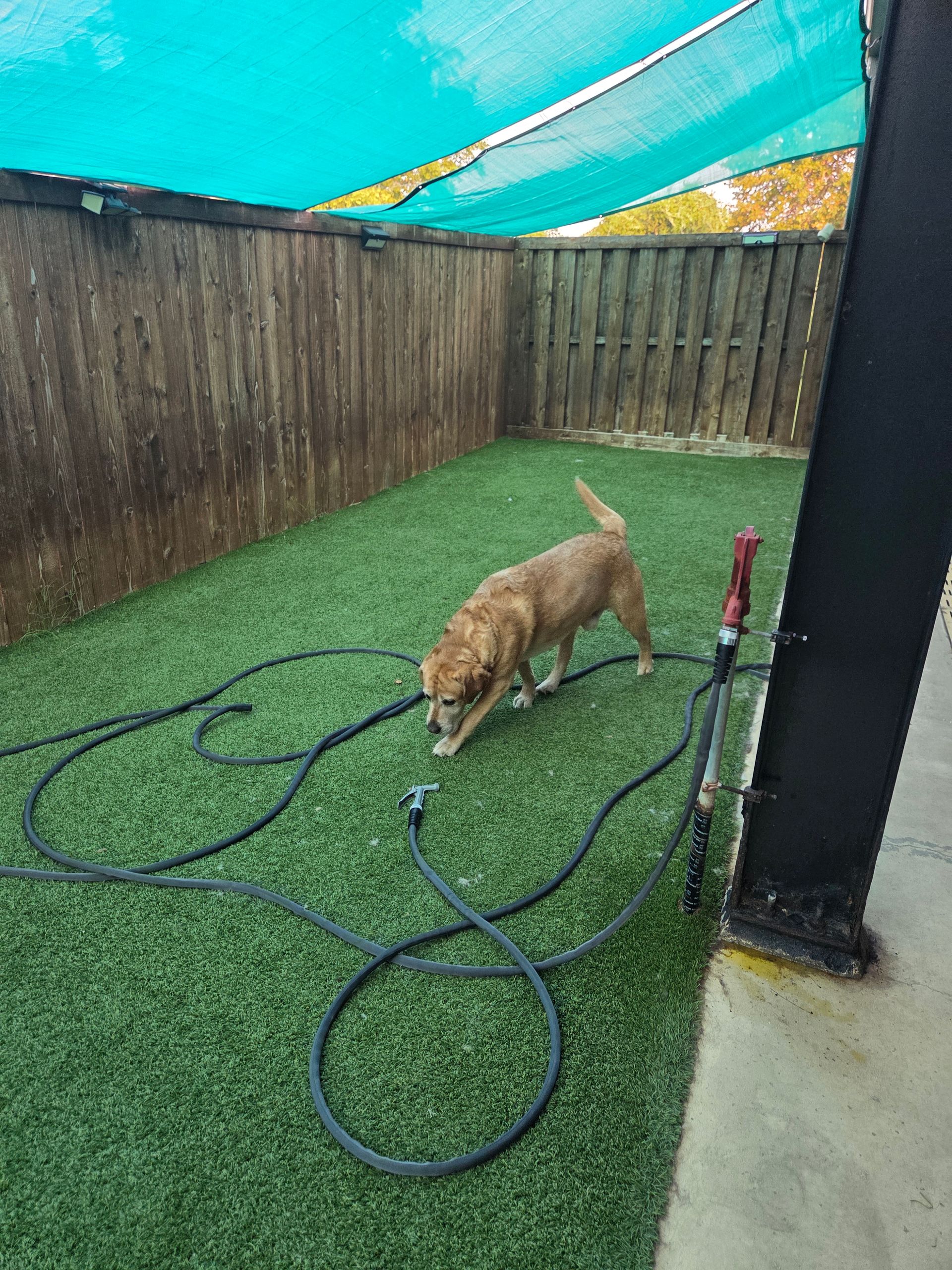 The Big Dog House boarding facility and grounds, photo 18