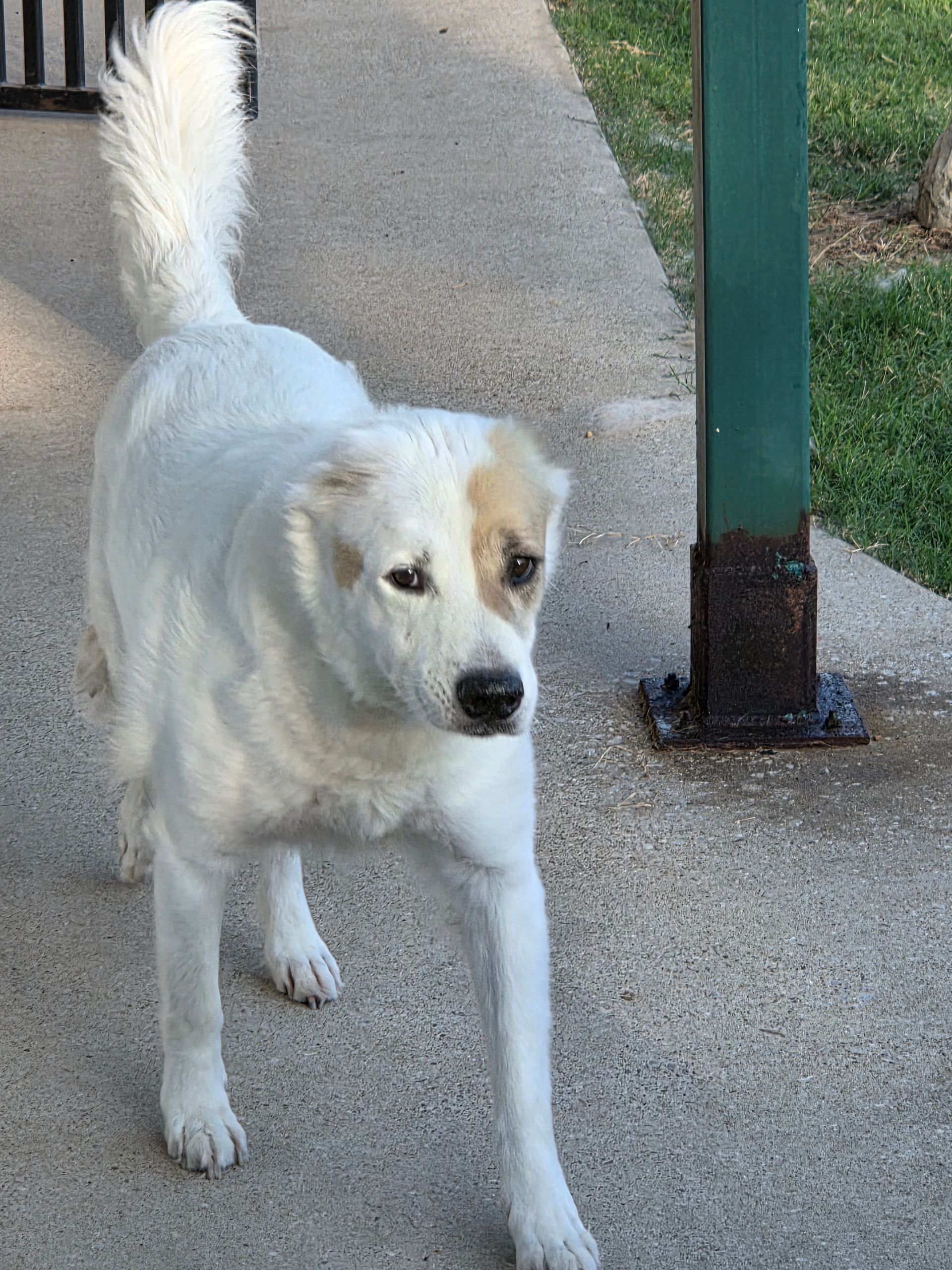 The Big Dog House boarding facility and grounds, photo 15