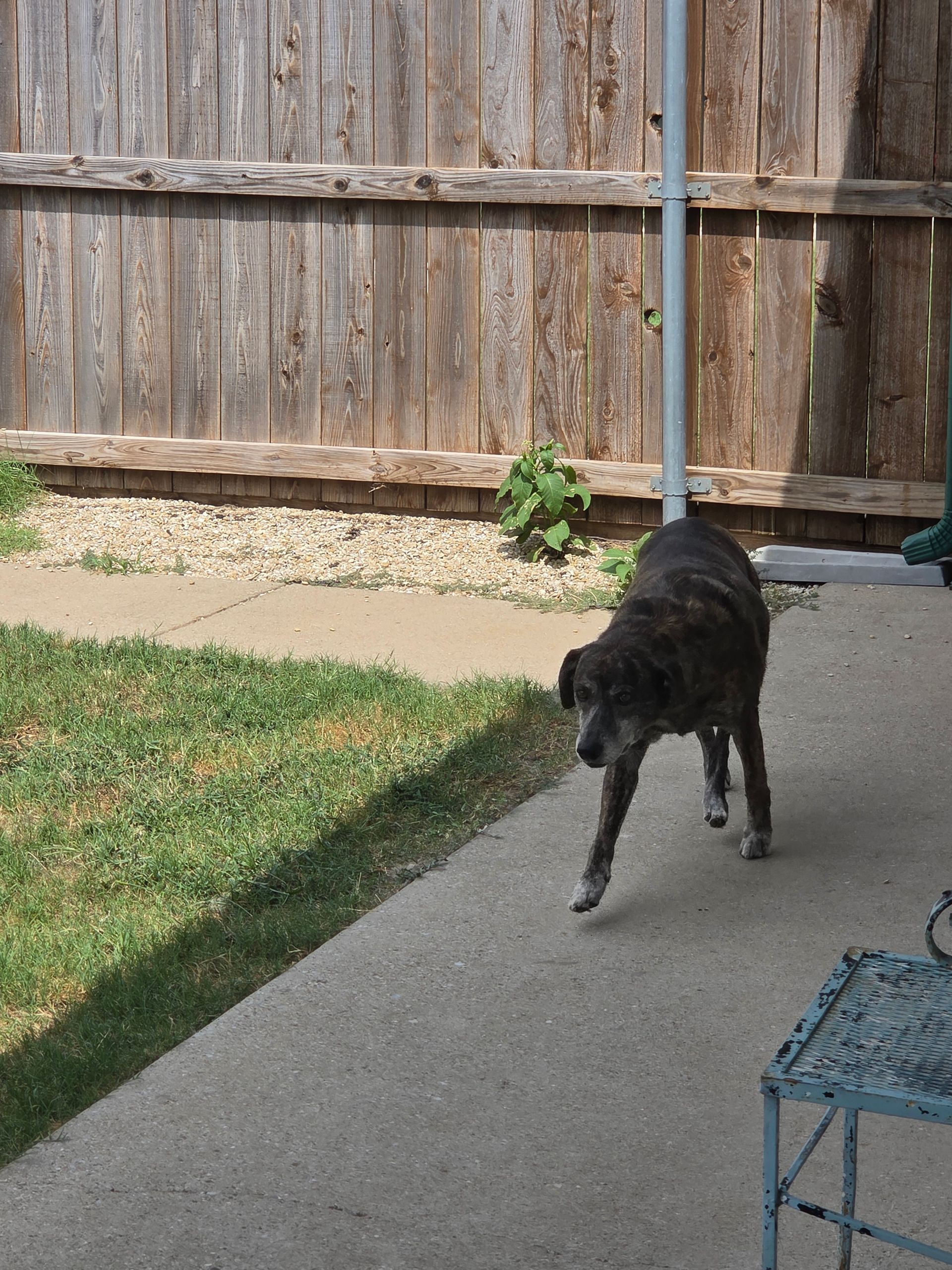 The Big Dog House boarding facility and grounds, photo 16