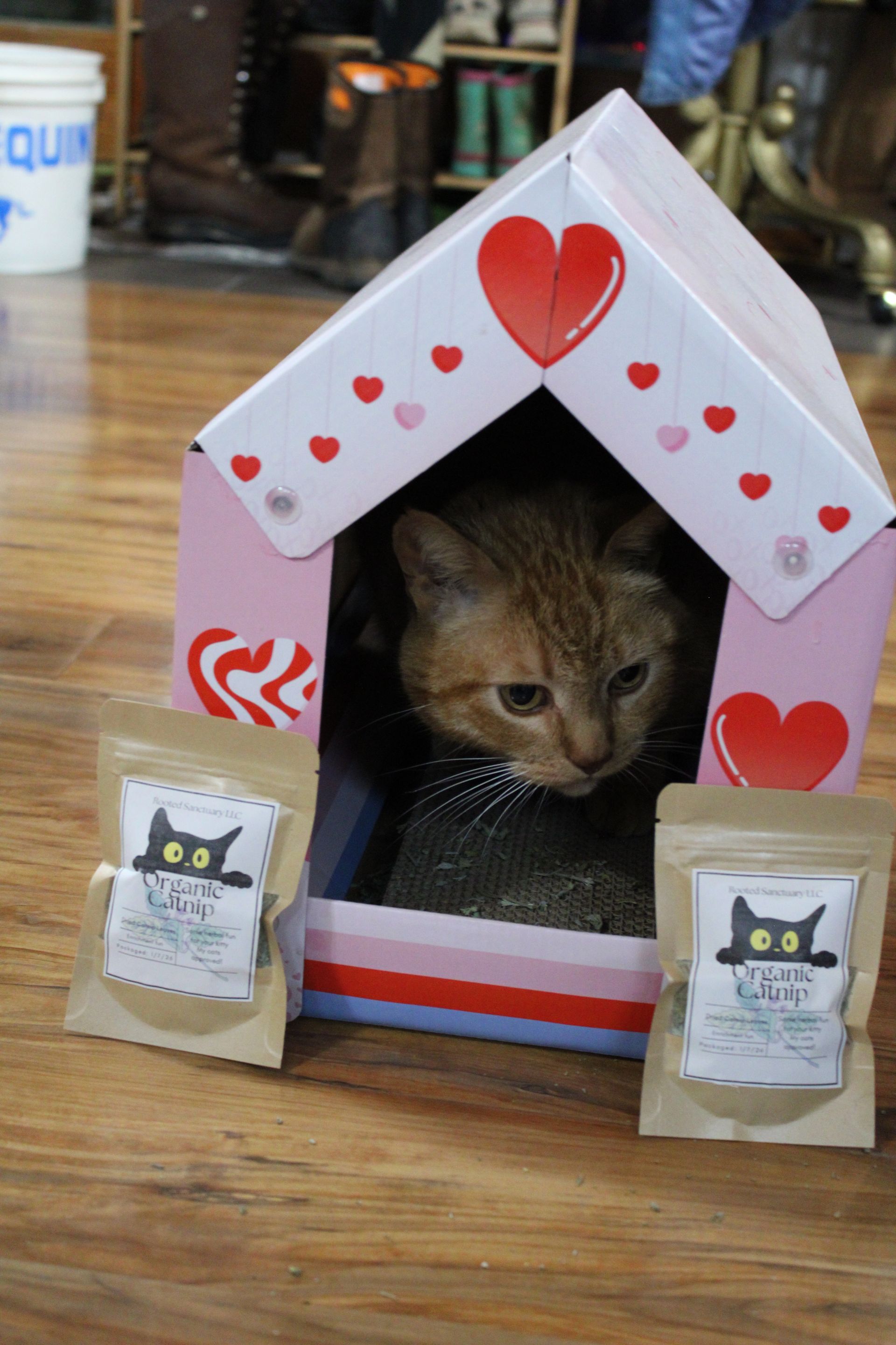 Organic Catnip