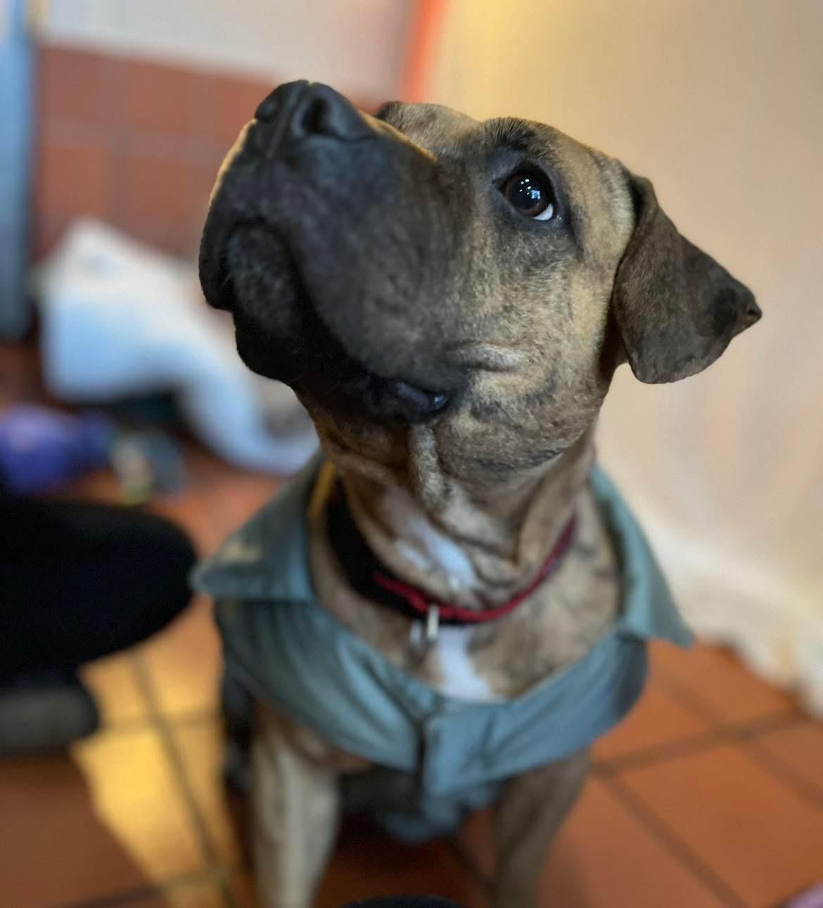 dog 26
