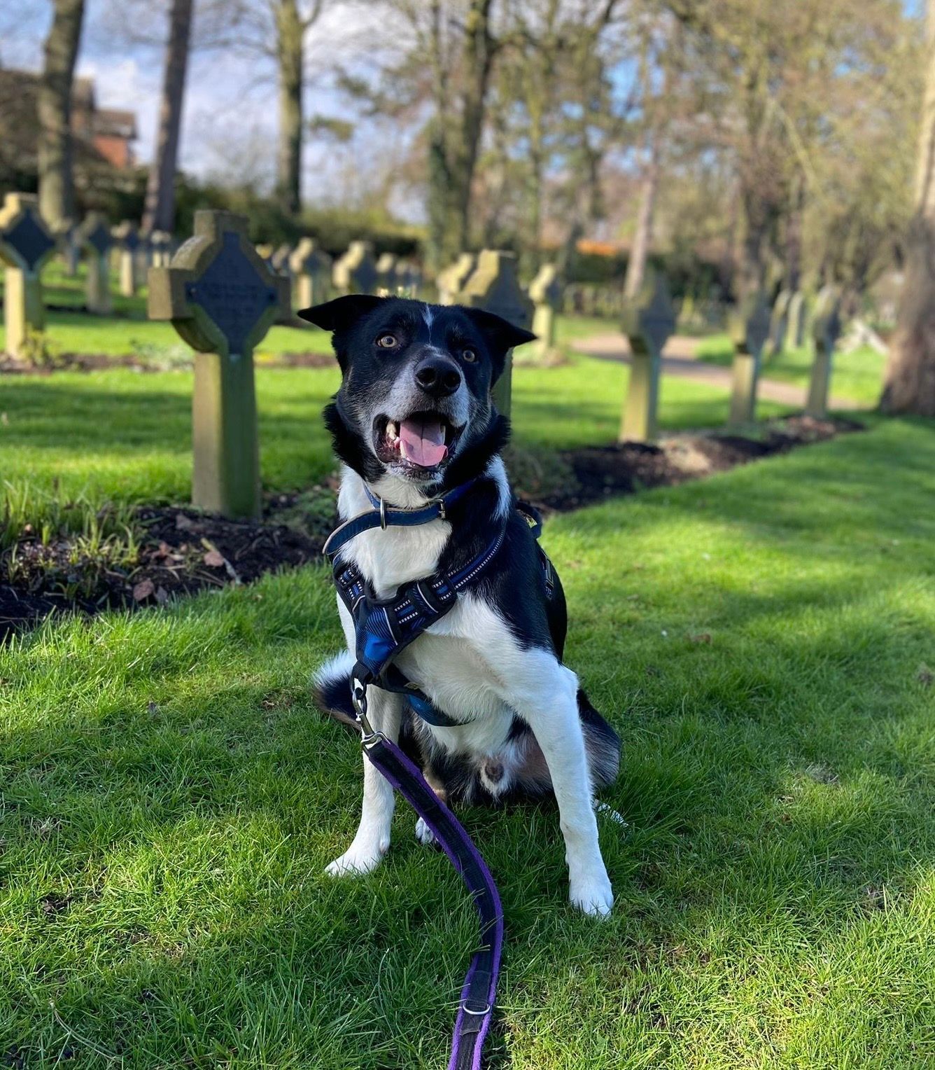 dog 30