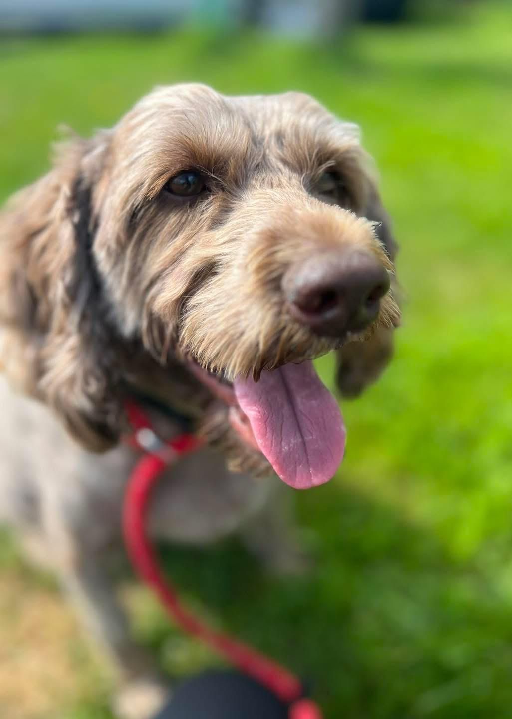 dog 22