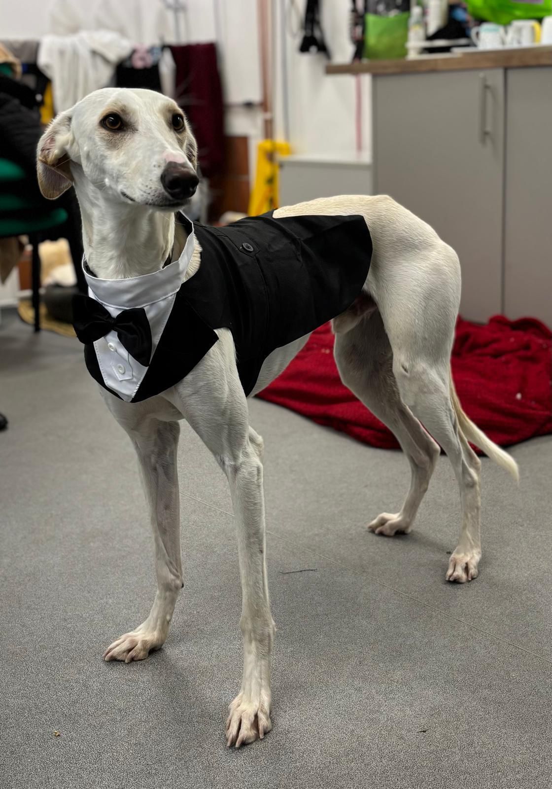 dog 8