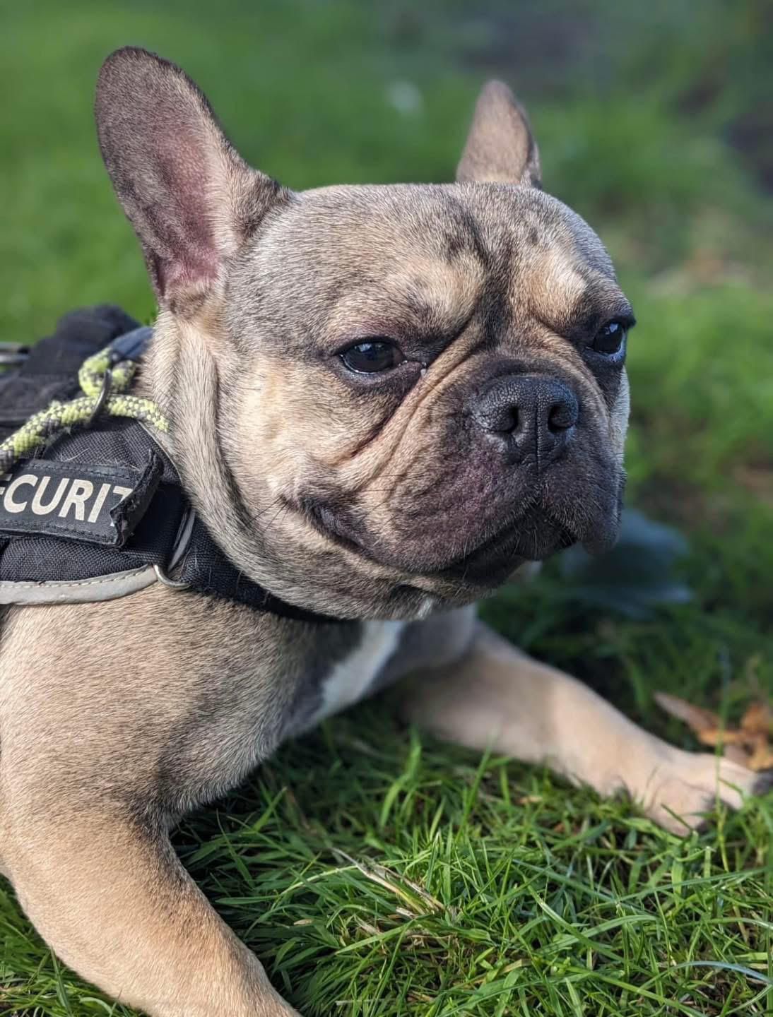 dog 18