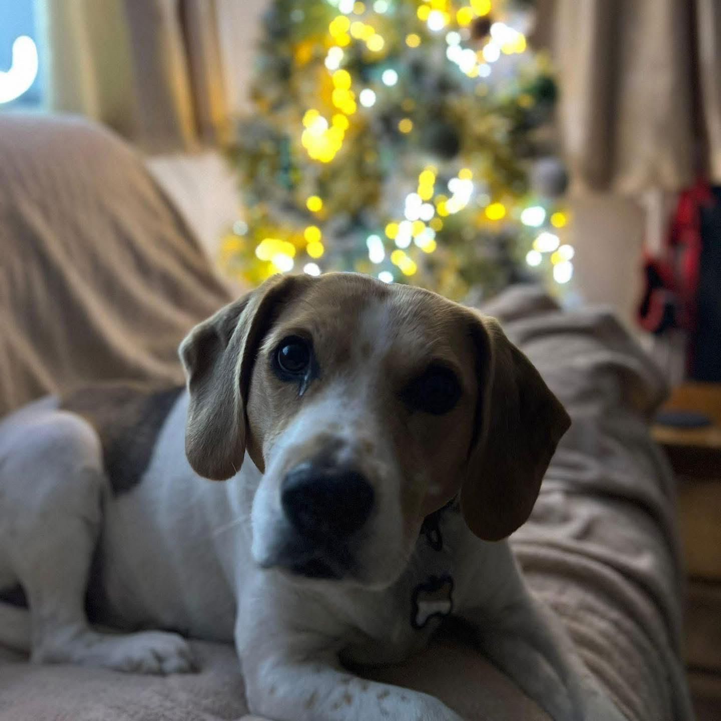 dog 23