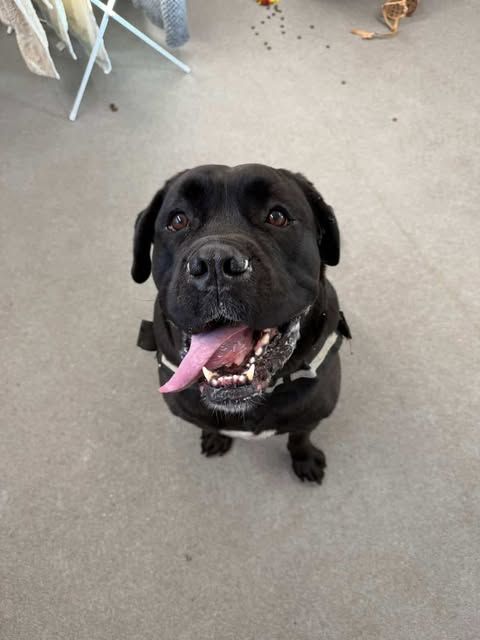 dog 1