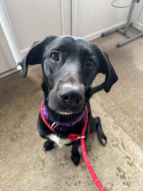dog 2