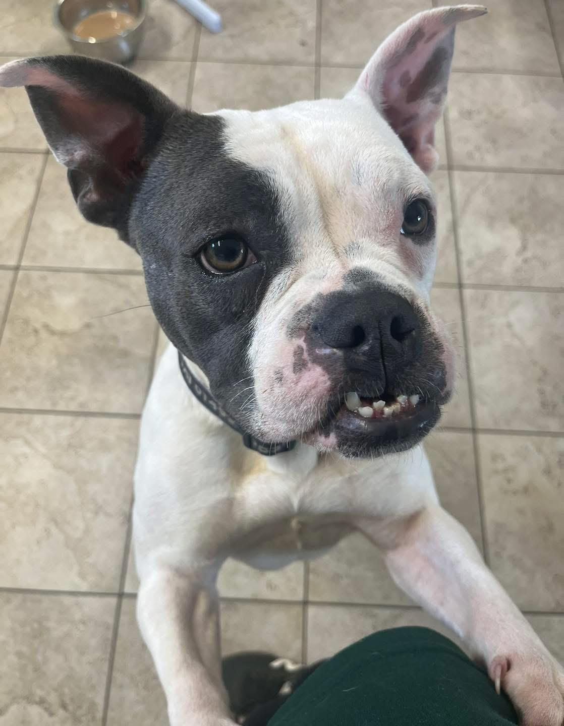 dog 21