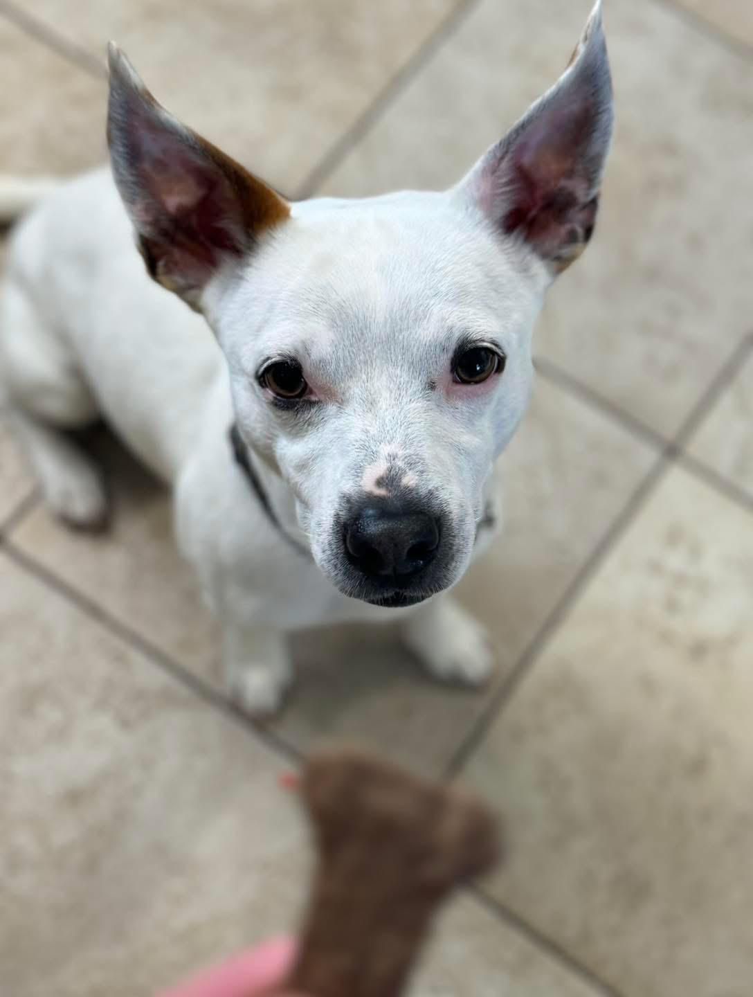 dog 13