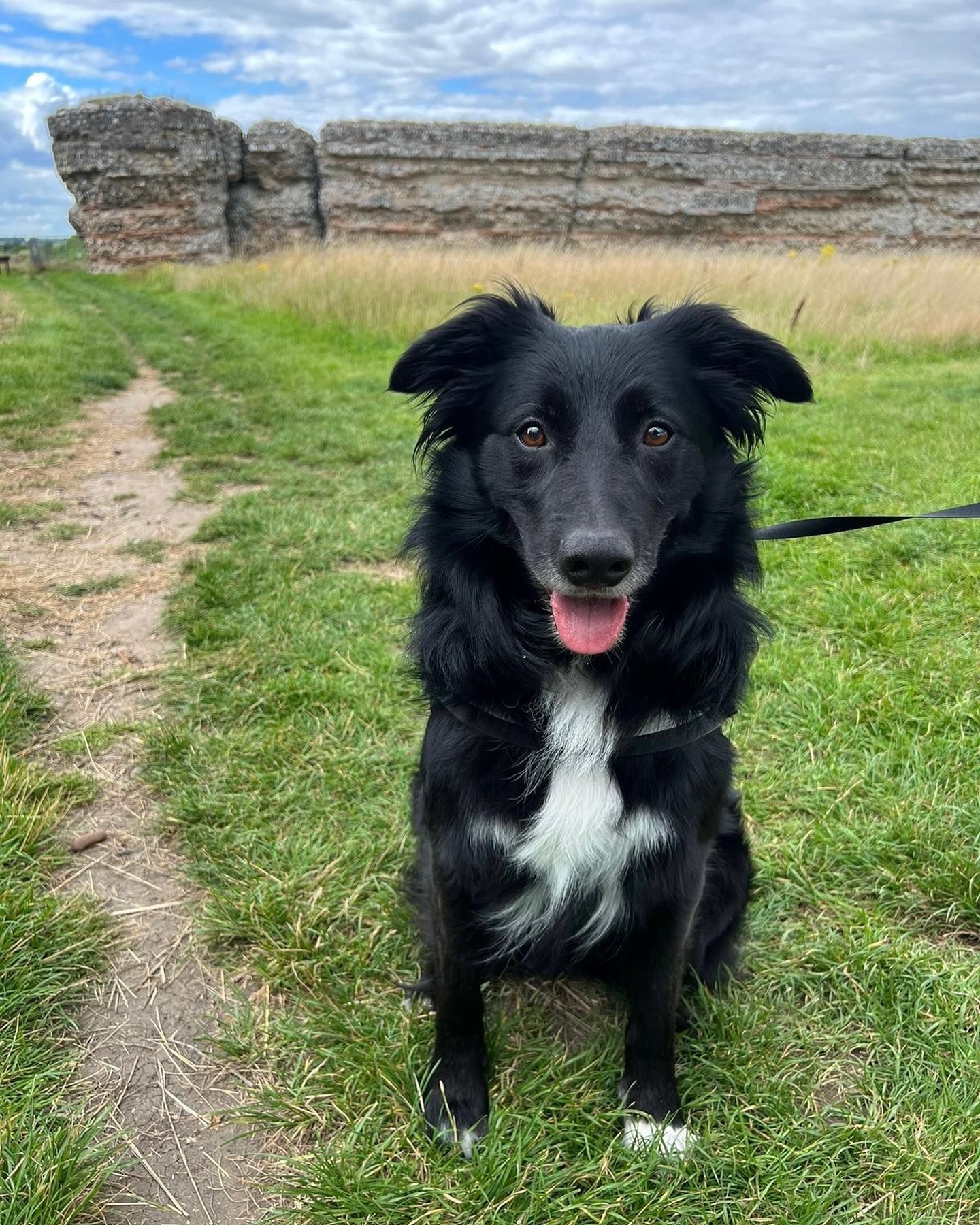 dog 42