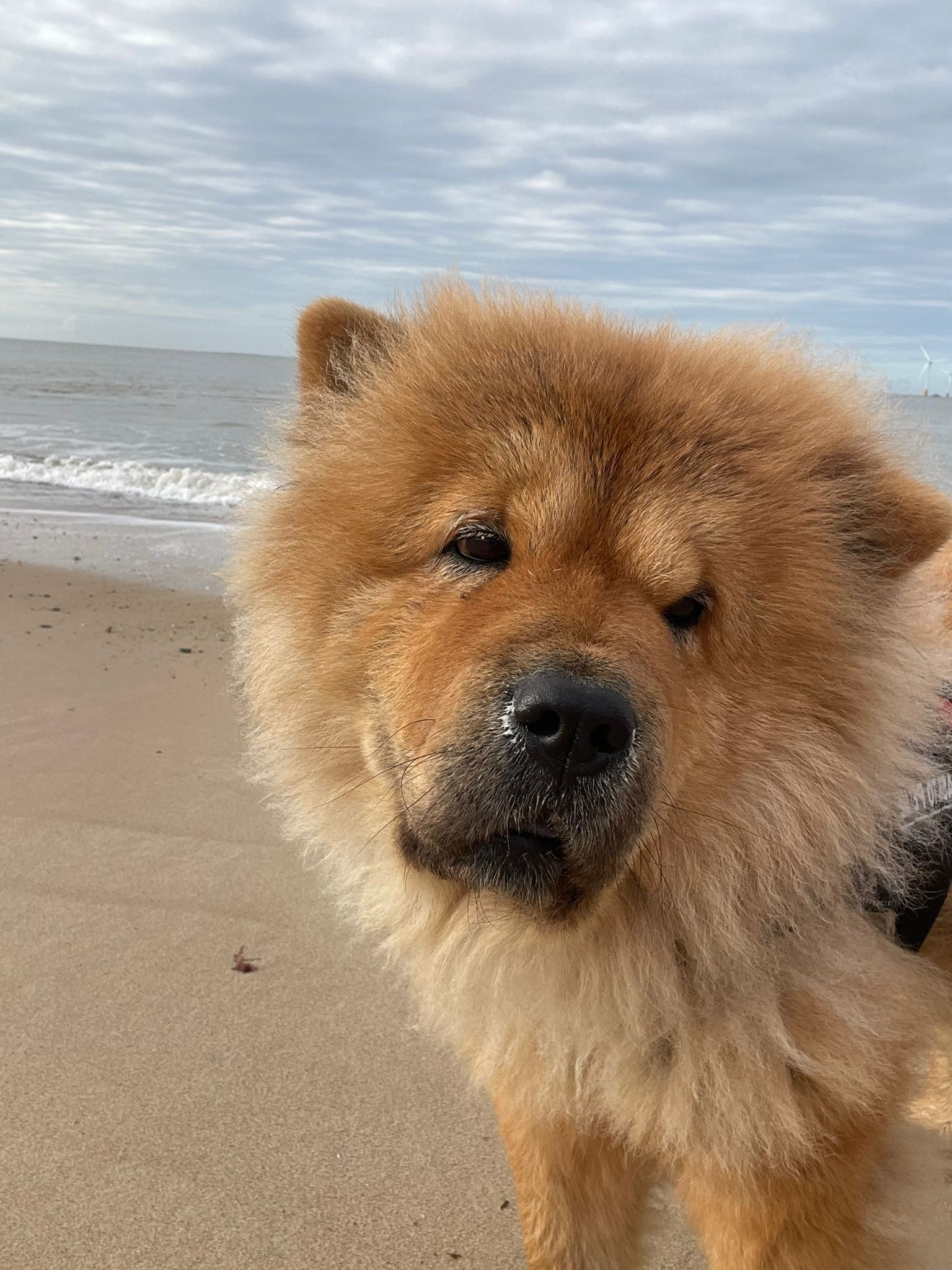 dog 11