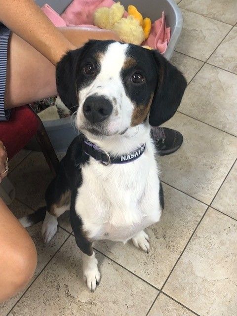 Tri-color dog (white, black, brown) with floppy ears looks up, sitting in a room with tile floor.