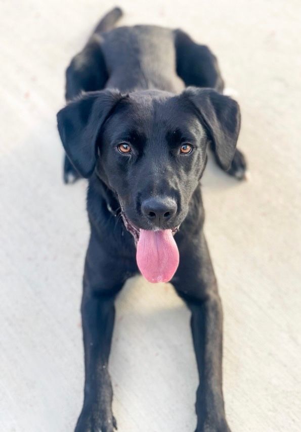 dog 7