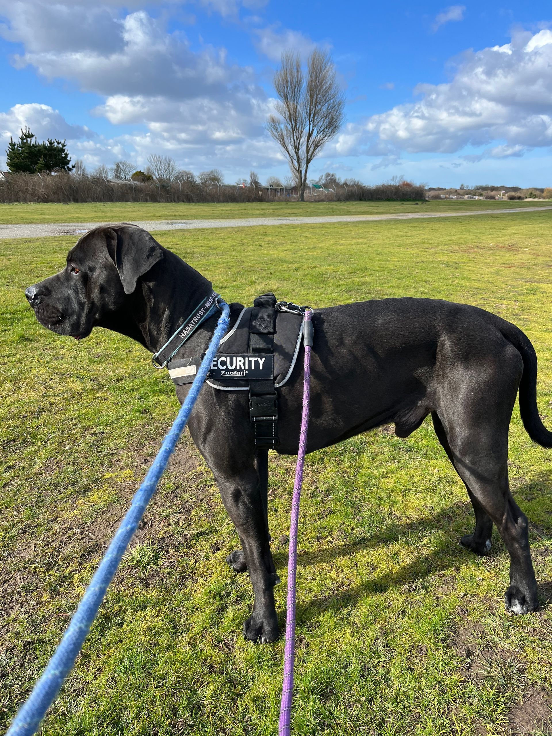 Black dog with