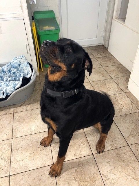 Rottweiler with black and tan fur, looking up, in a room with tile flooring and a green bin.
