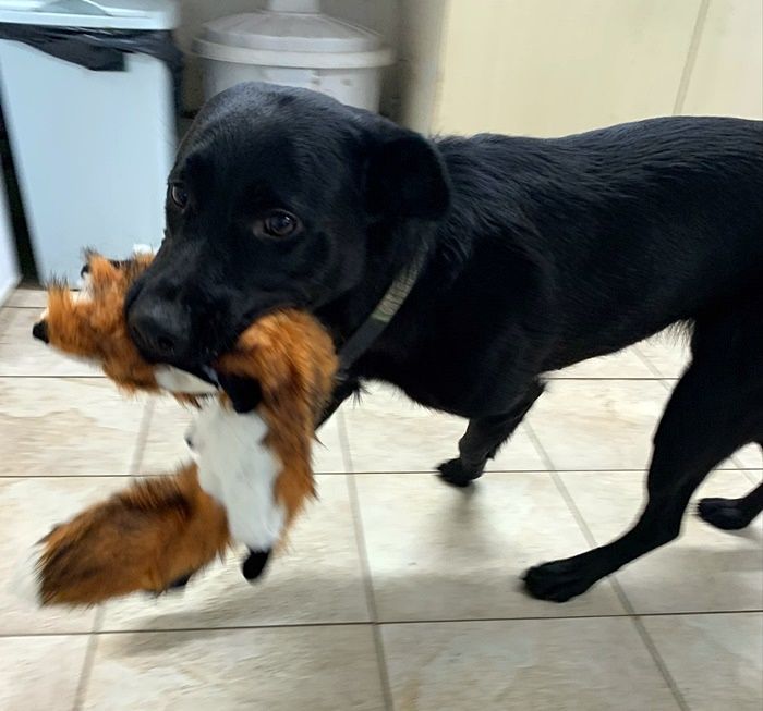 Black dog carrying a plush fox toy in its mouth. Walking indoors on tiled floor.