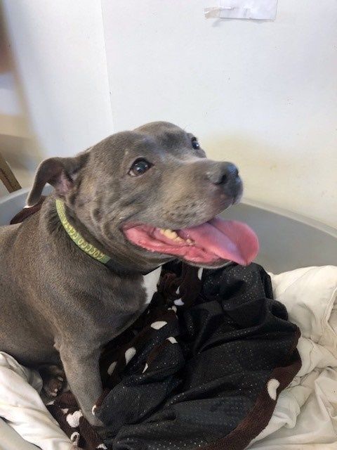 Gray pit bull with pink tongue smiling, wearing a green collar, resting in a laundry basket.