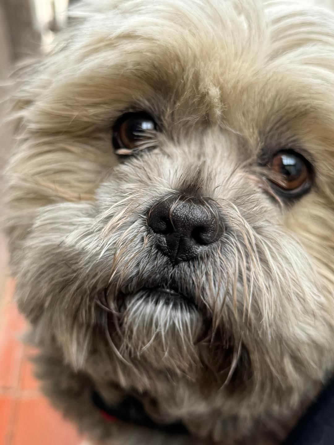 dog 29