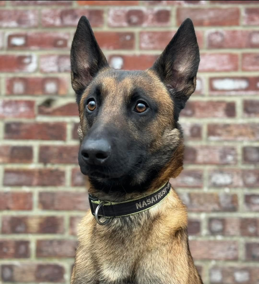 dog 17