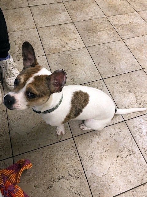 White and brown dog with floppy ears sitting on a tiled floor, looking up.